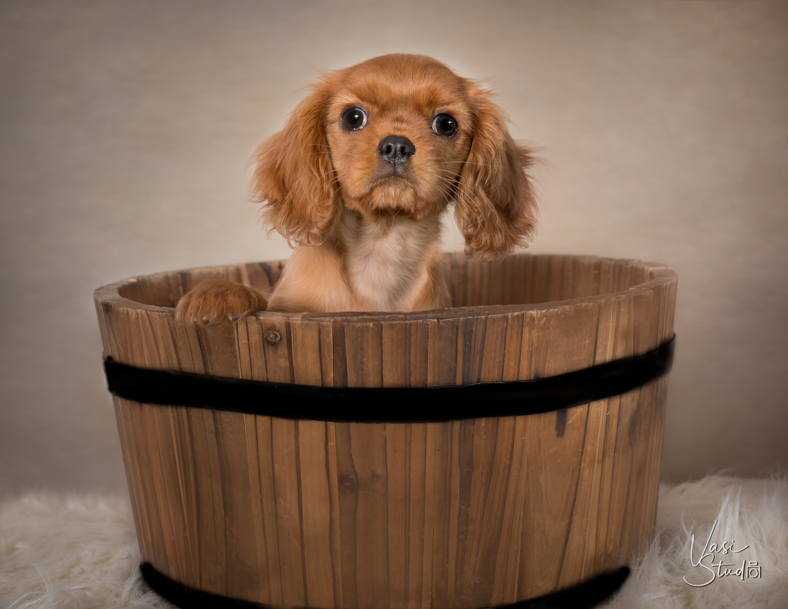 We specialize in family portraits and pet photography.