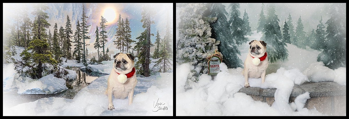 Artistic portraits of people and pets. West Palm Beach