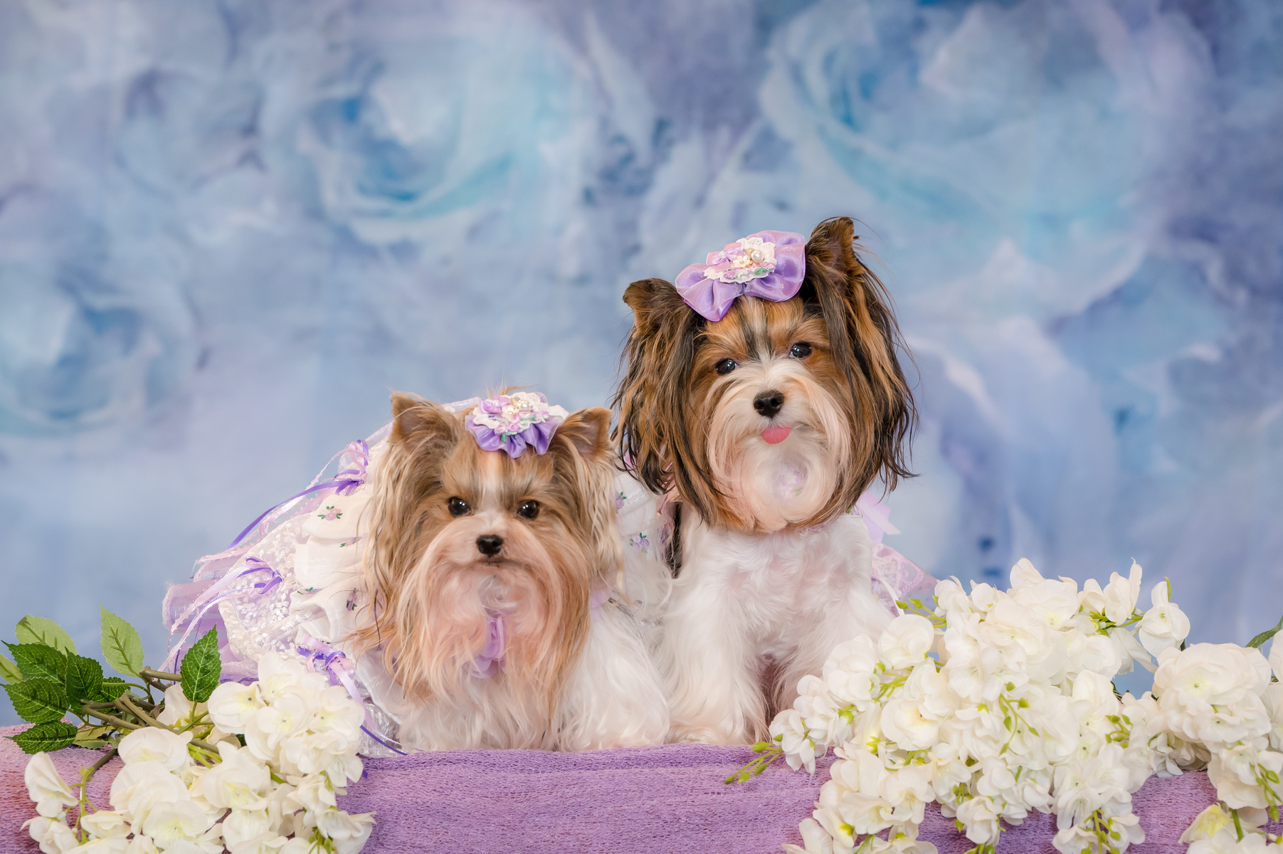 Dog photographer located in Jupiter, FL, Pet Fashion, Palm Beach Pet Photographer