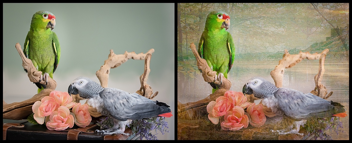 Artistic portraits of people and pets. West Palm Beach