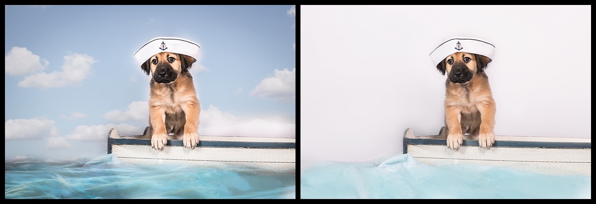 Before & After , Studio dog session in Palm Beach Gardens by Vasi Studio