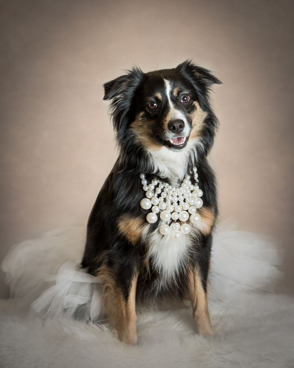Our portraits capture the unique personalities of your dogs and cats.