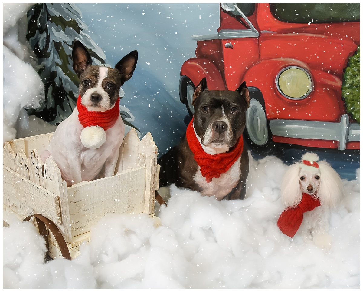 Make your holiday pet portrait session today!