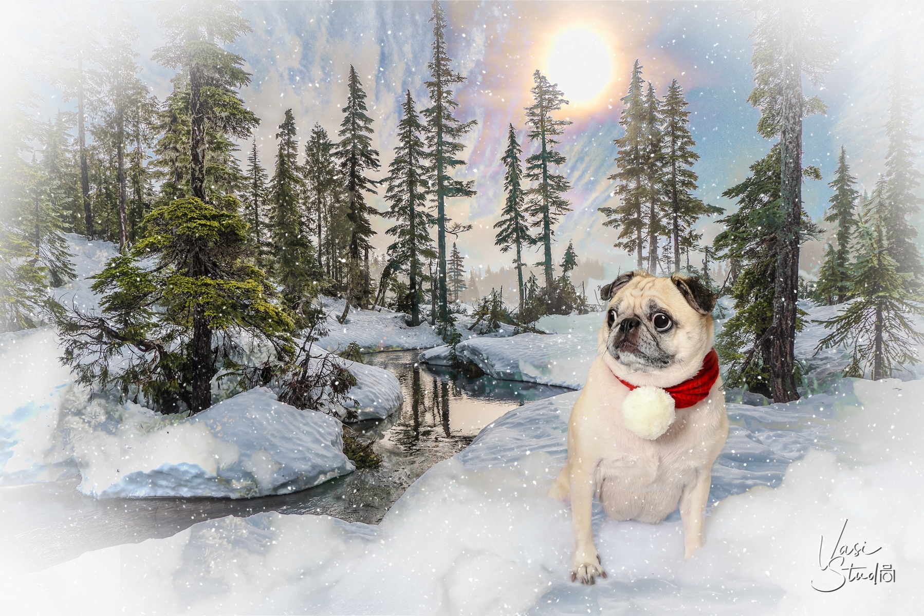 Artistic portraits of people and pets. West Palm Beach