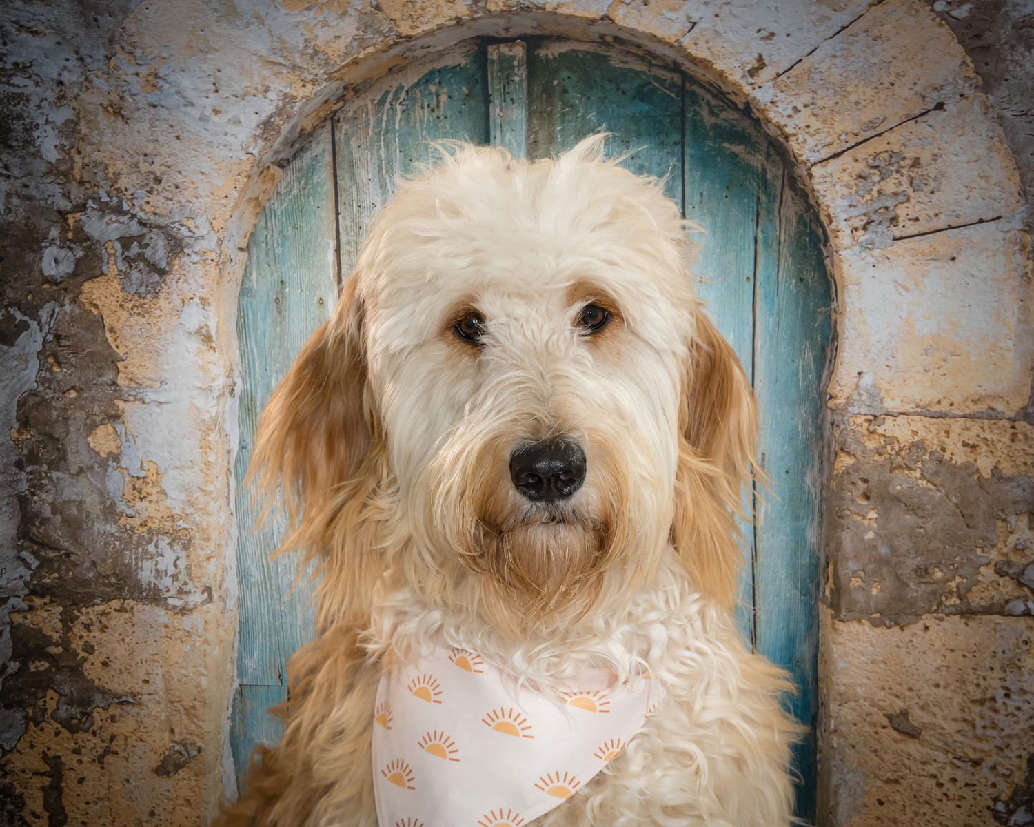 Pet Photography in Palm Beach Gardens, FL