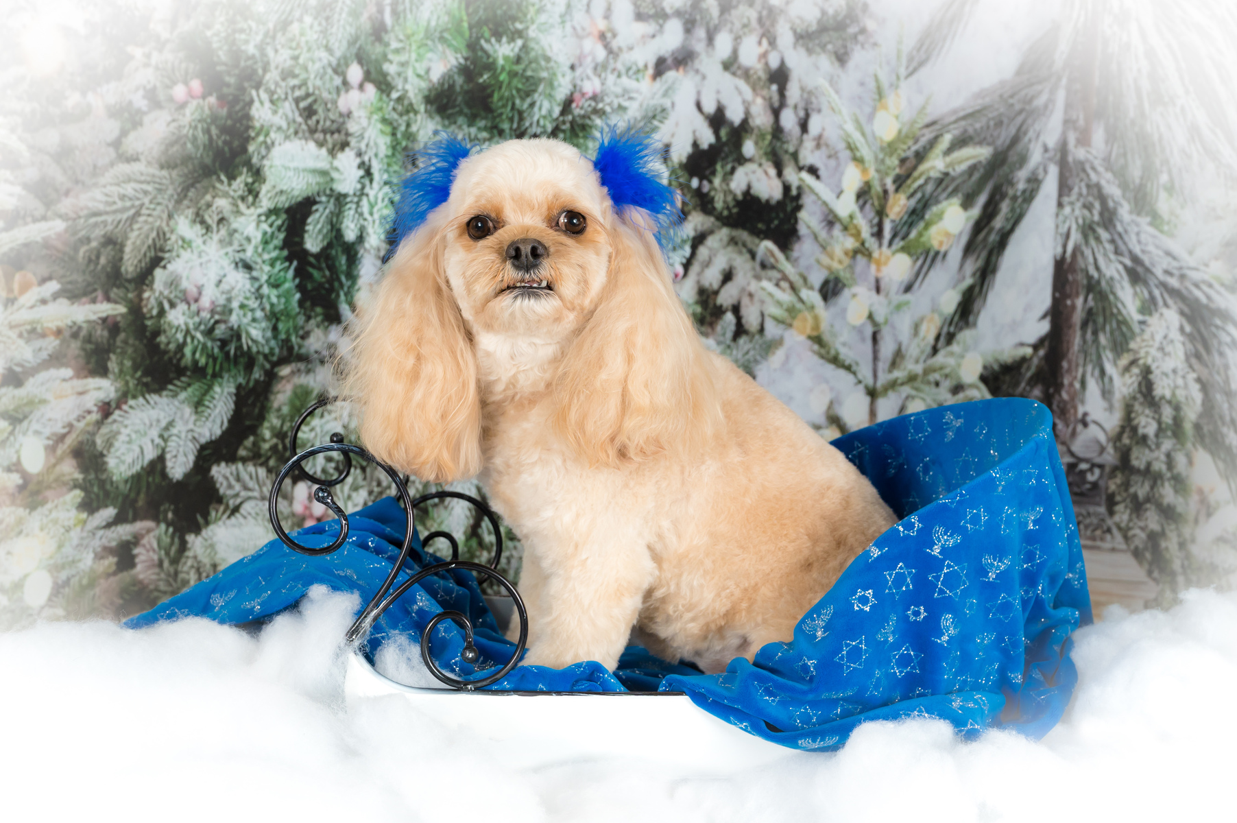 Hanukah, Holidays, Pet Photographer, Dog Pictures, Palm Beach Gardens, Jupiter, Palm Beach