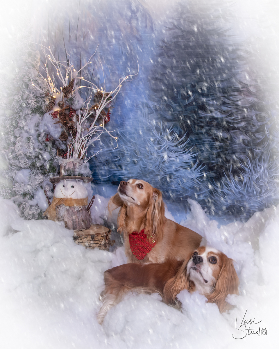 Cats and Dogs; People and Pets Holiday Portraits