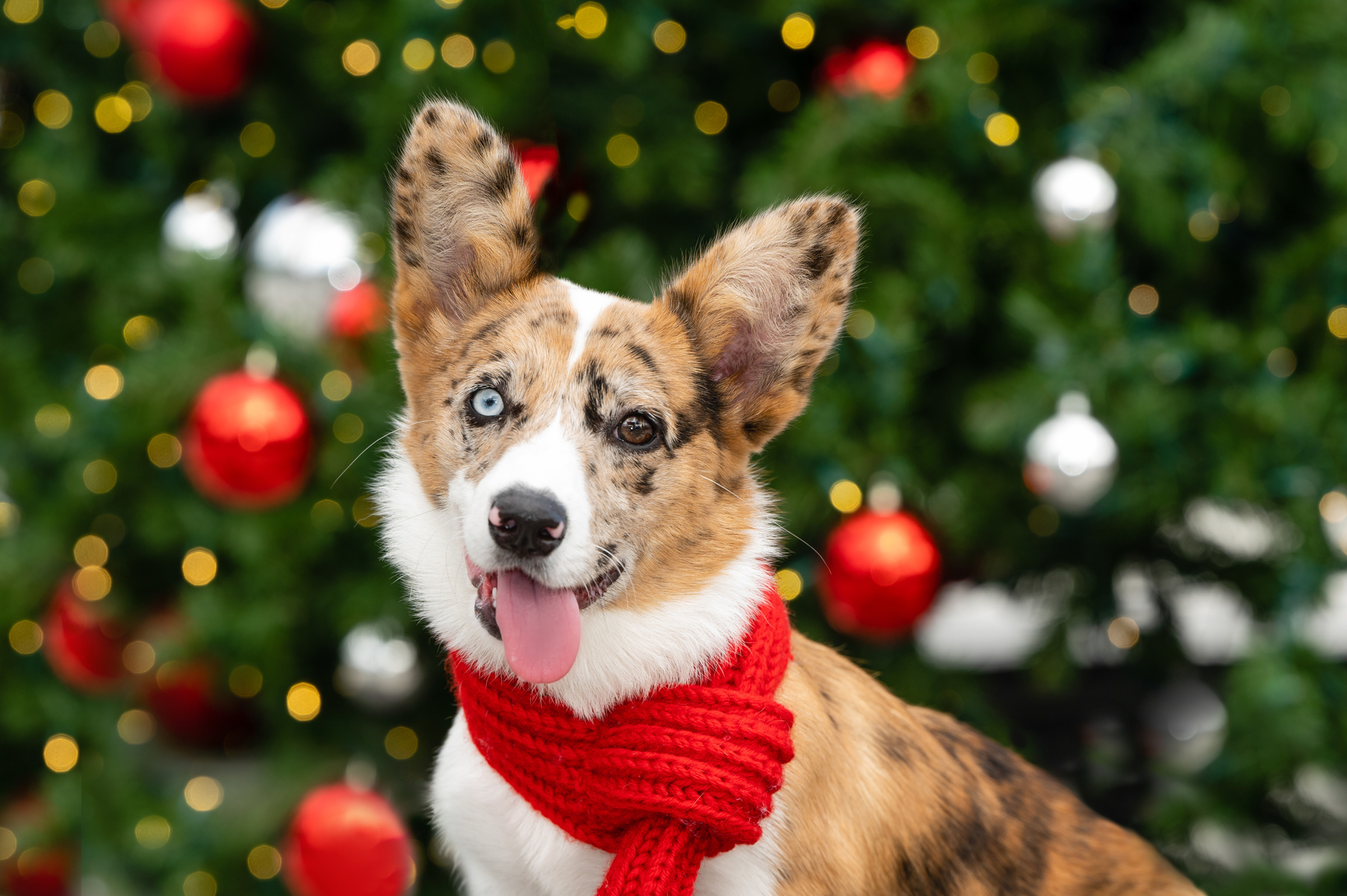 Cats and Dogs; People and Pets Holiday Portraits, Christmas Pictures