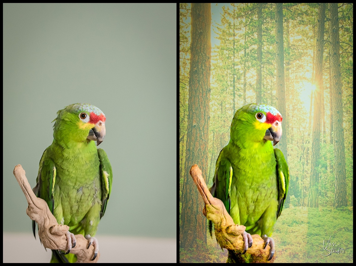 Before & After , Call us today and book your family session. Vasi Studio