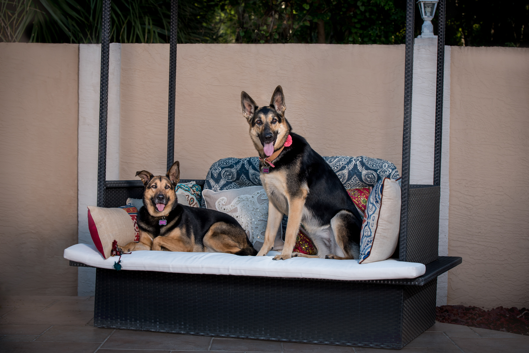 Large Pet Photography South Florida