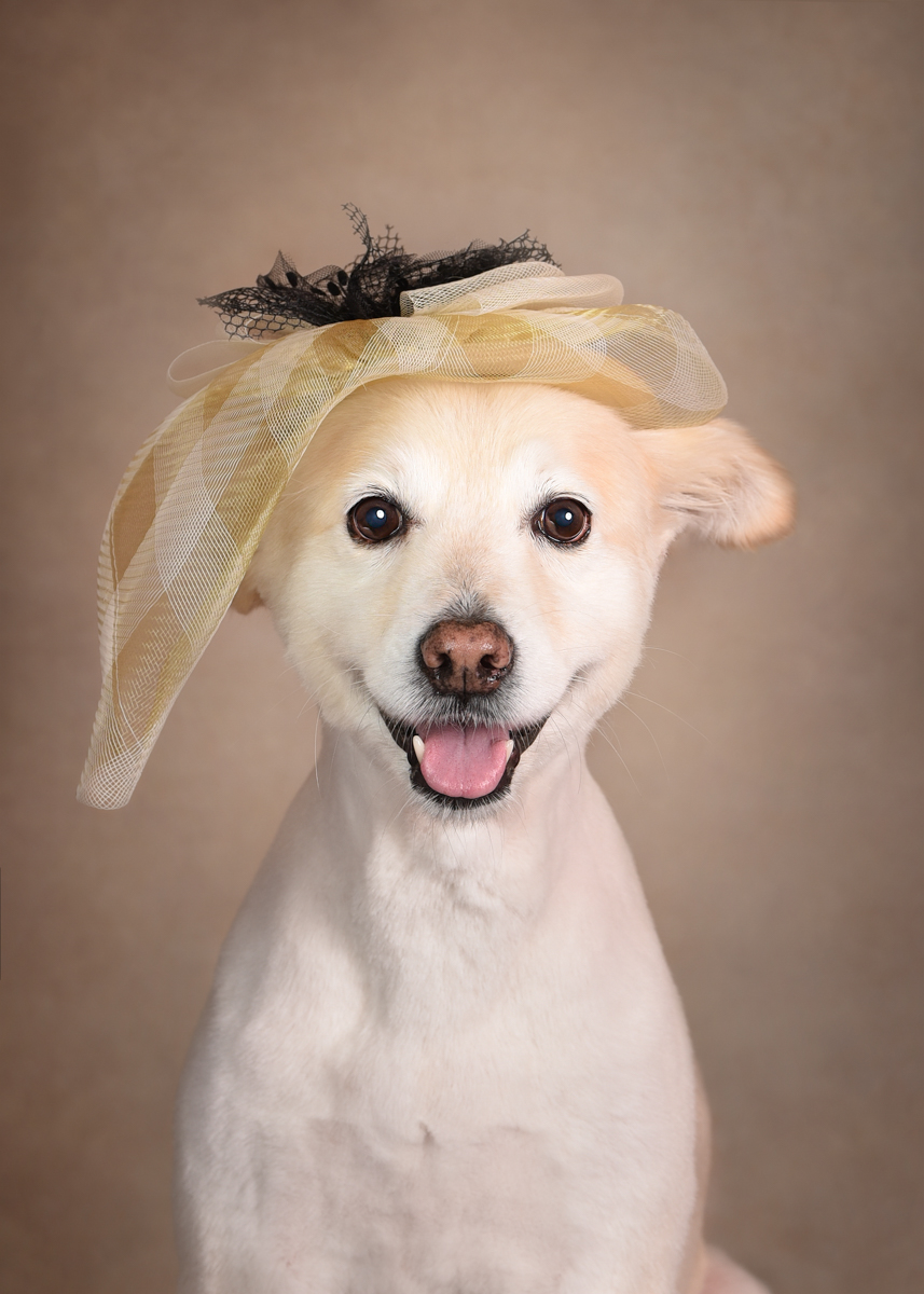 Large and Small Animal Photographer in Palm Beach Gardens, FL