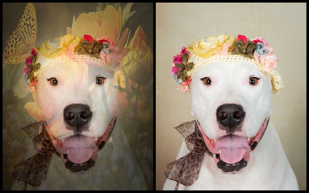 Before & After , Studio dog session in Palm Beach Gardens by Vasi Studio