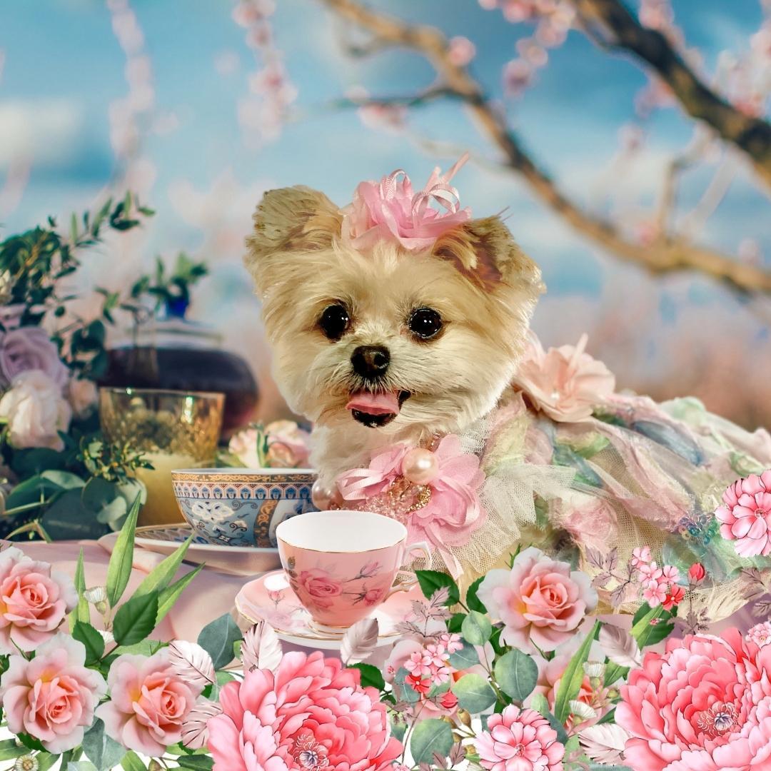 Wall Art for your pet for your home!home
