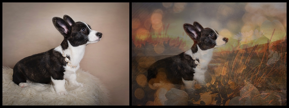 Before & After. Studio Pet Session , call us today 561-307-9875