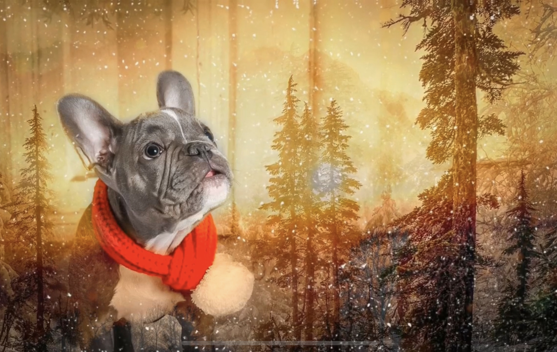 Holiday Dog Photos Palm Beach, FL. Art, wall art, Vasi Siedman