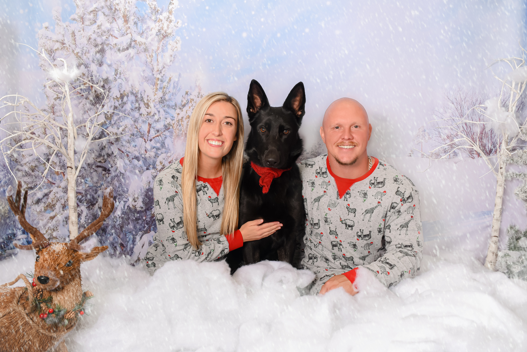Professional holiday pet pictures.