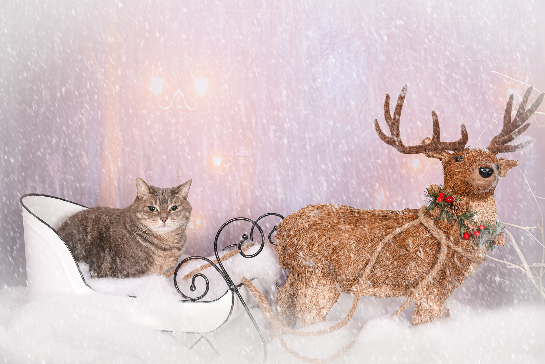 Creative and unique Holiday Cat/ Kitty Photos Palm Beach, FL.@vasi_studio