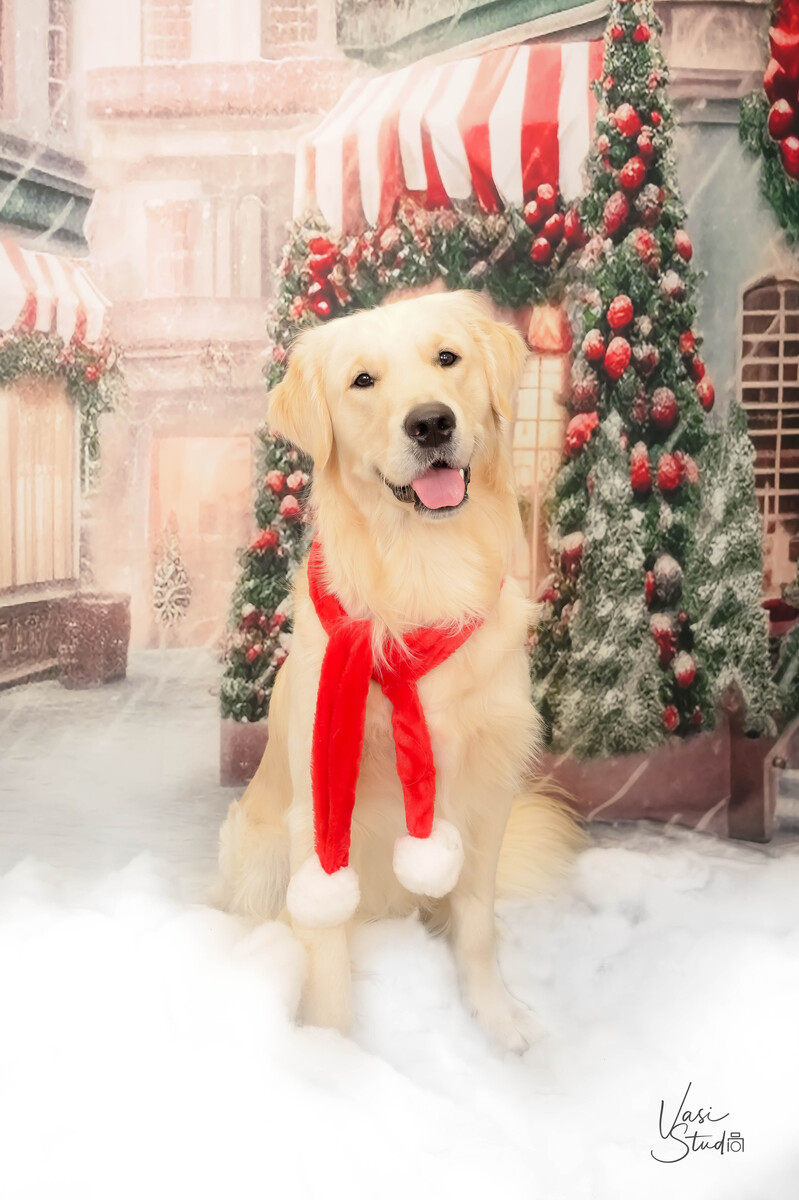Holidays, Christmas Pet Photographer, Dog Pictures, Palm Beach Gardens, Jupiter, Palm Beach