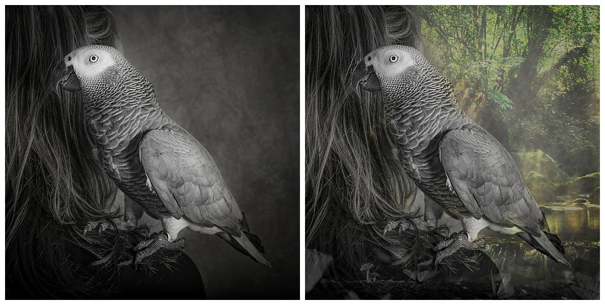 Before and after Bird Fine Art.