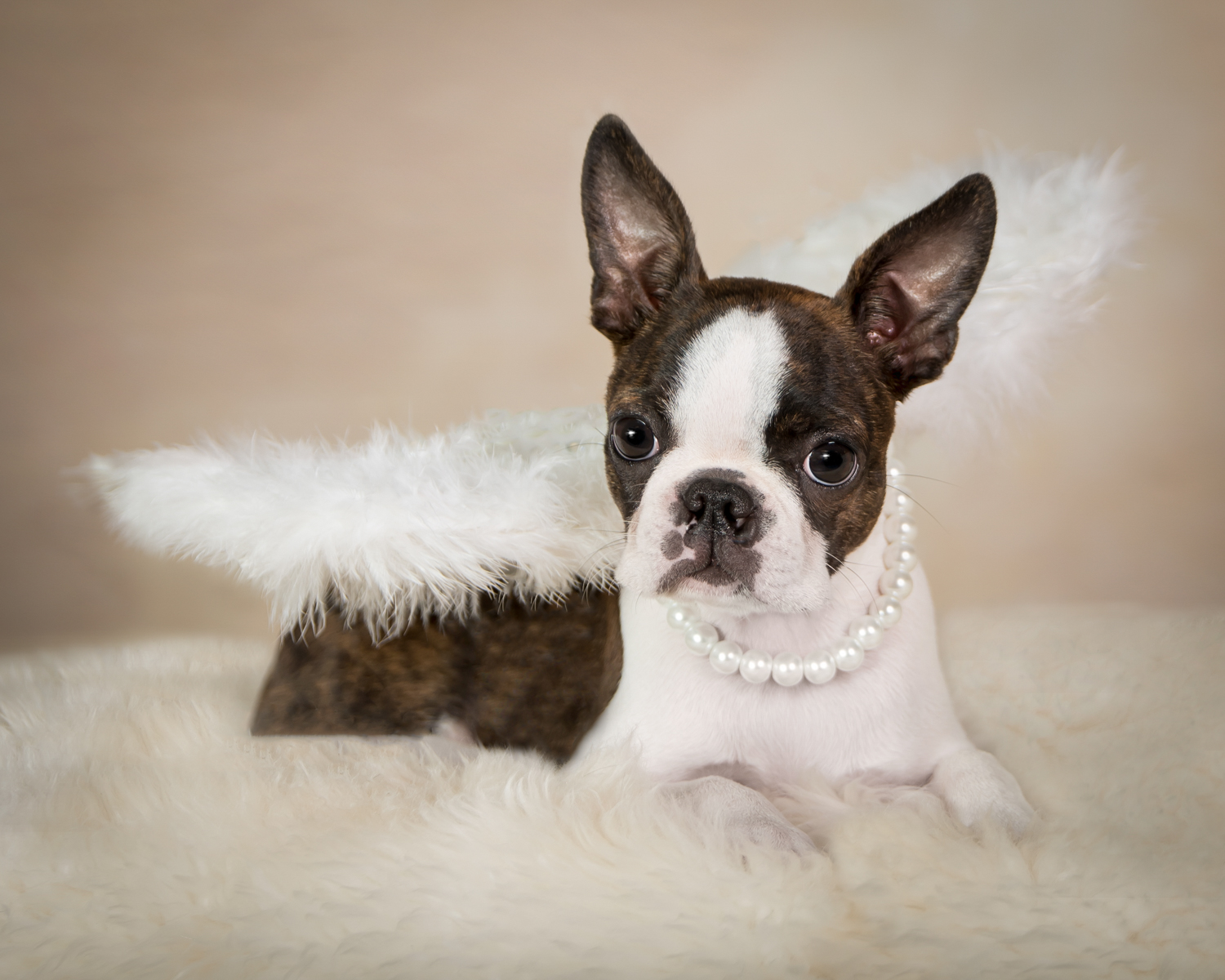 Vasi Studio is located in Palm Beach Gardens, FL.