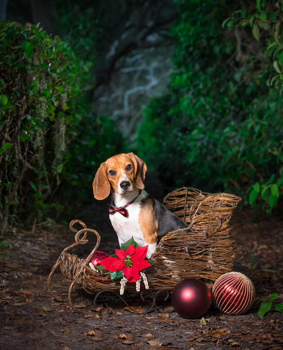 Make your holiday pet portrait session today!