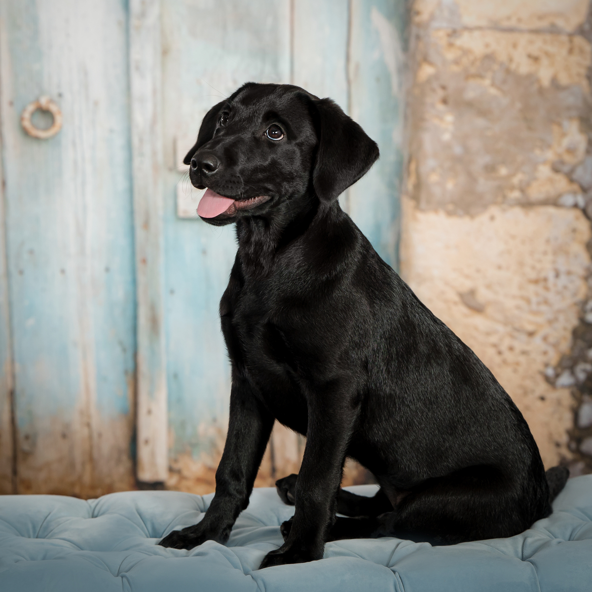 To schedule a pet photography session in Palm Beach Gardens, call 561-307-9875