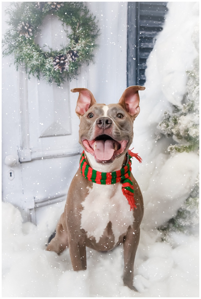 Holiday Pet Photography in Palm Beach.