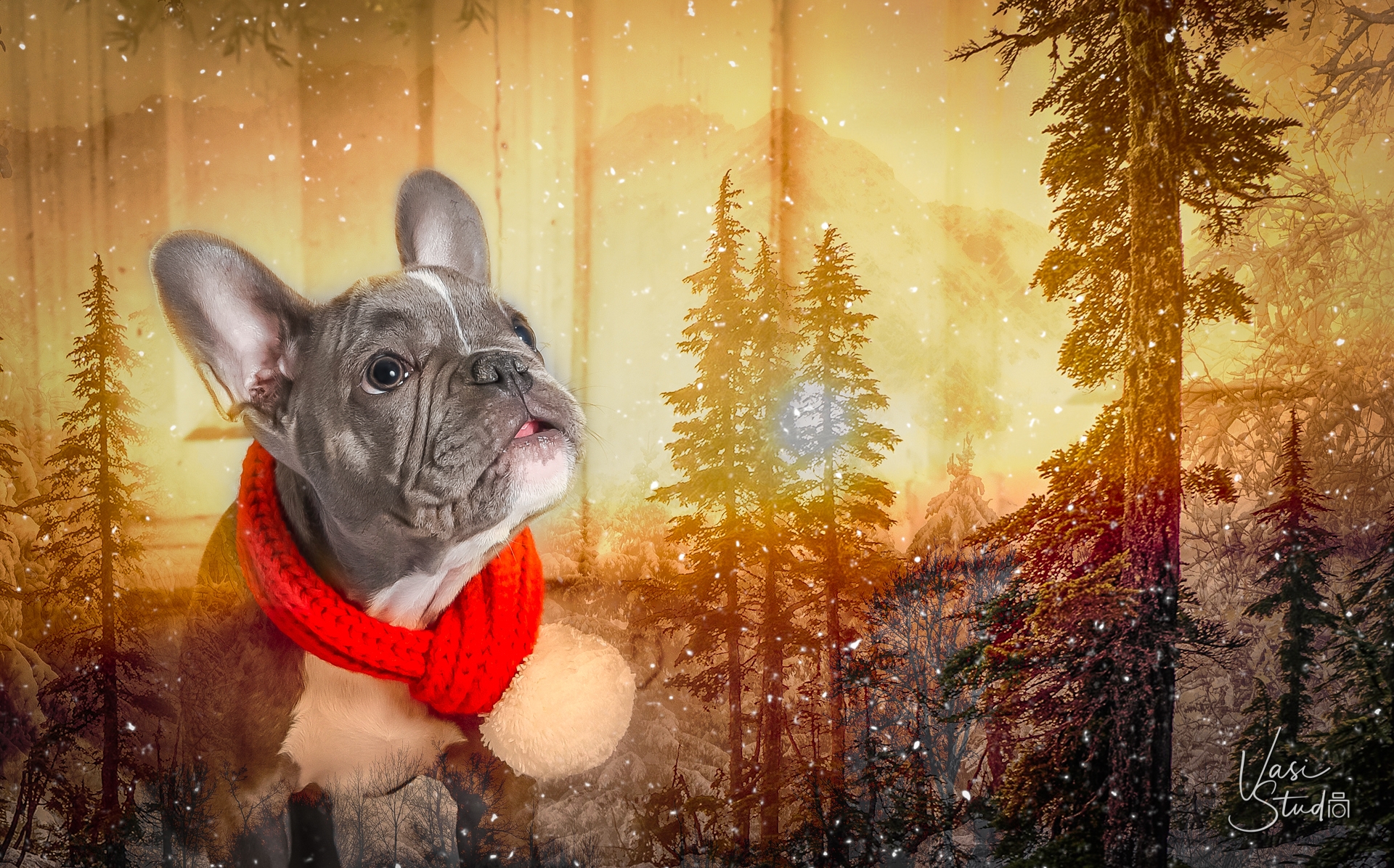 Artistic portraits of people and pets. West Palm Beach