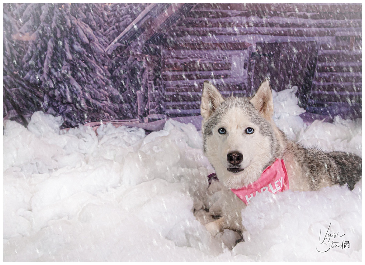 Professional holiday pet pictures.