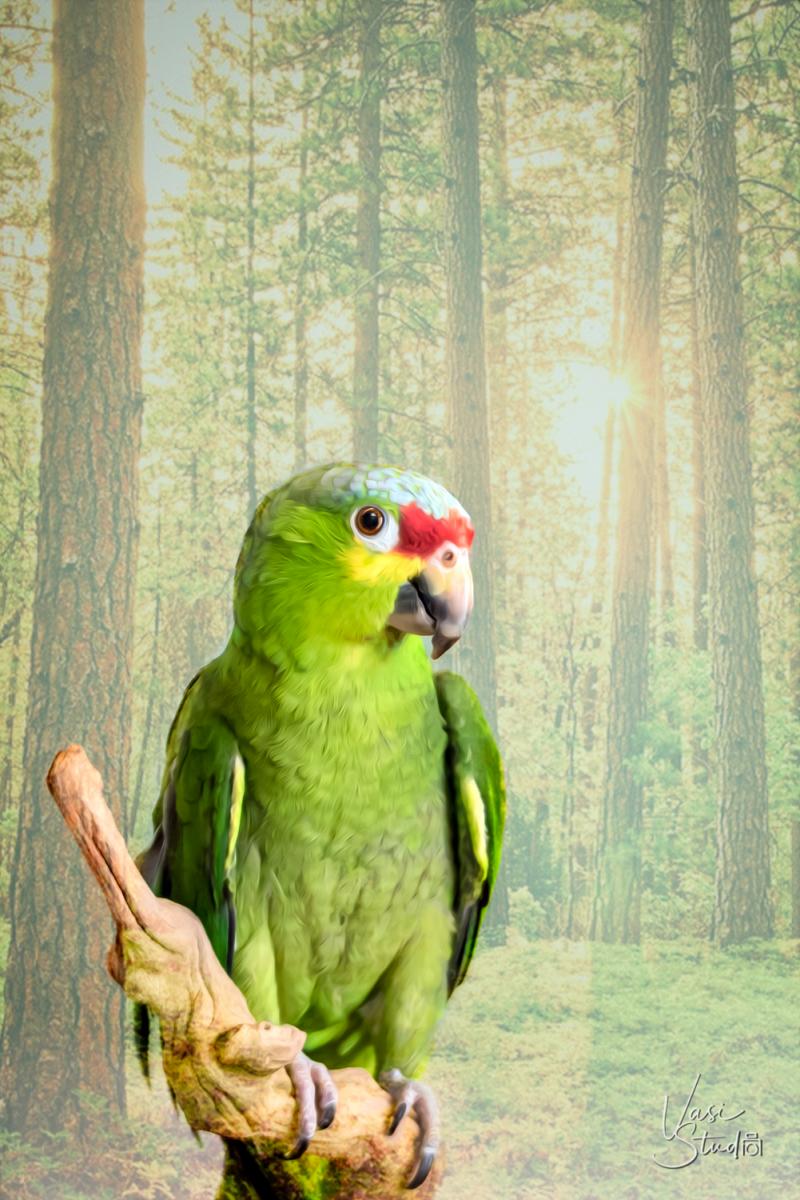 Fine Art - Creative Art of Birds  by Vasi Studio