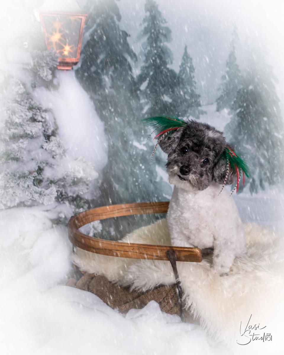 Holiday Pet Photography in Palm Beach.