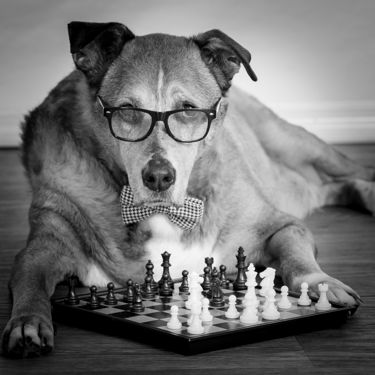 4 doggies, Vasi Studio is located in Palm Beach Gardens, FL.