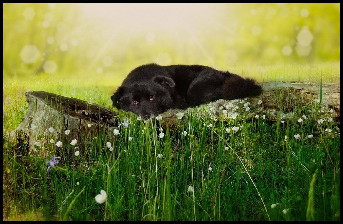 Animal Art Photography in Palm Beach