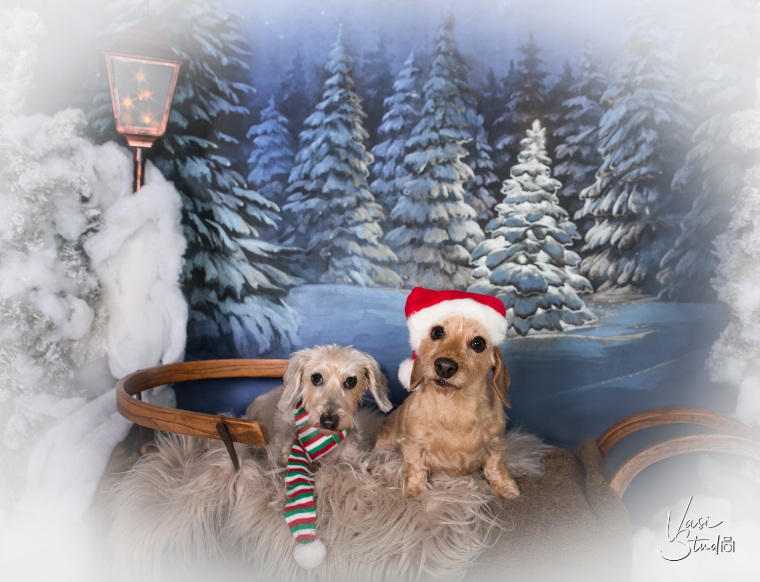 Professional holiday pet photos
