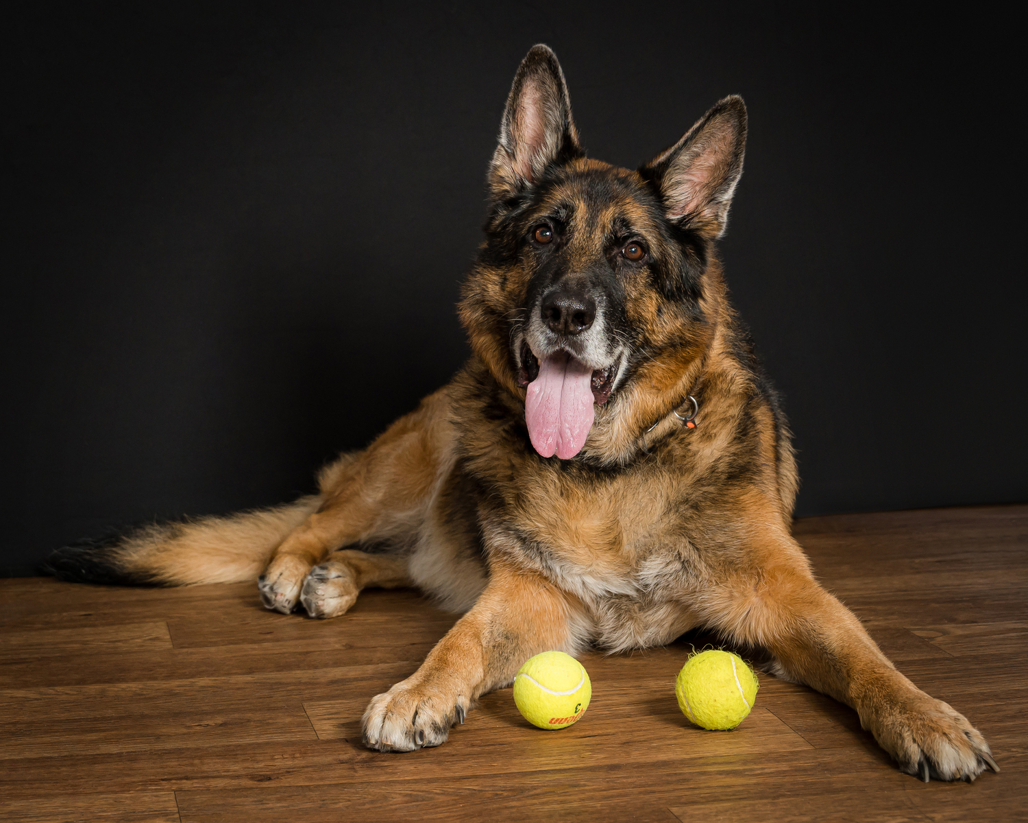 German Shepherd, Wall Art- canvas or metal print fine art for your home. Birds and Pets