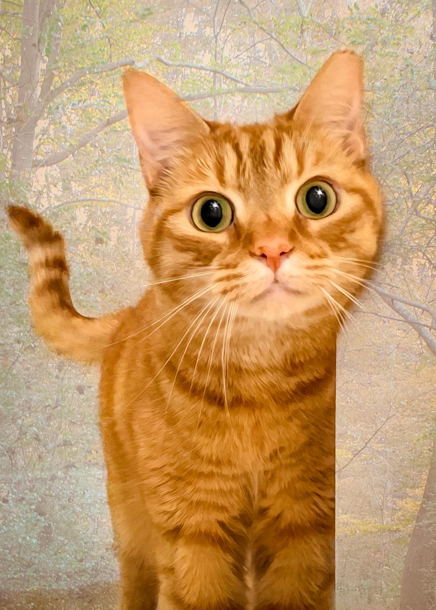 Pet Fine Art Piece. Max is so cute and adorable.