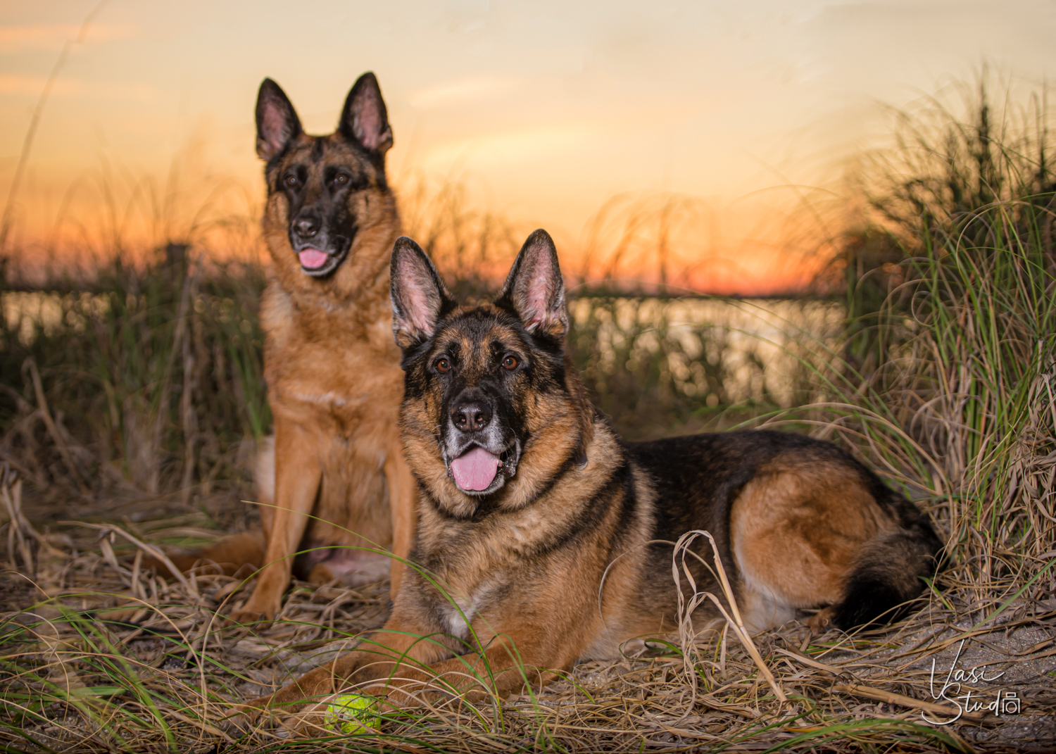Beach dog session with two german shepards.