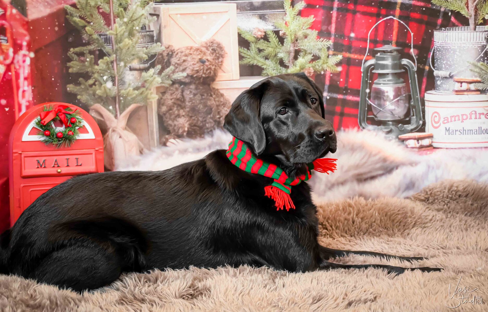 Holiday Pet Photography in Palm Beach.