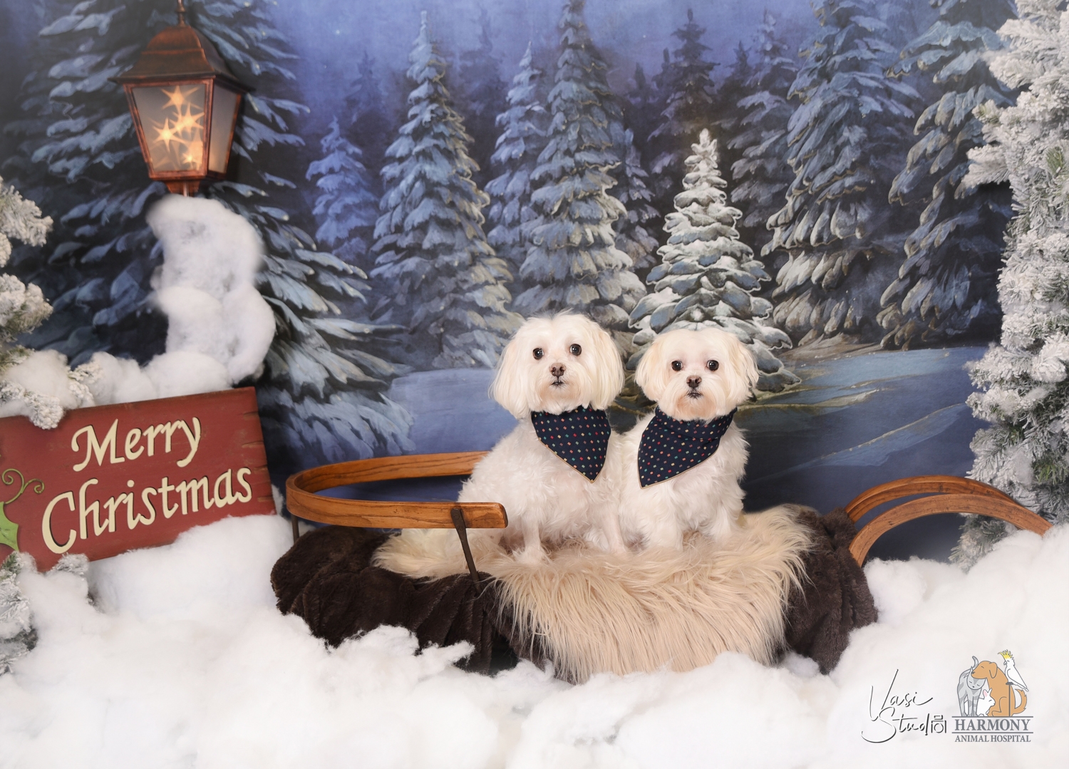 Pet Holiday Portraits at Harmoly Animal Hospital!