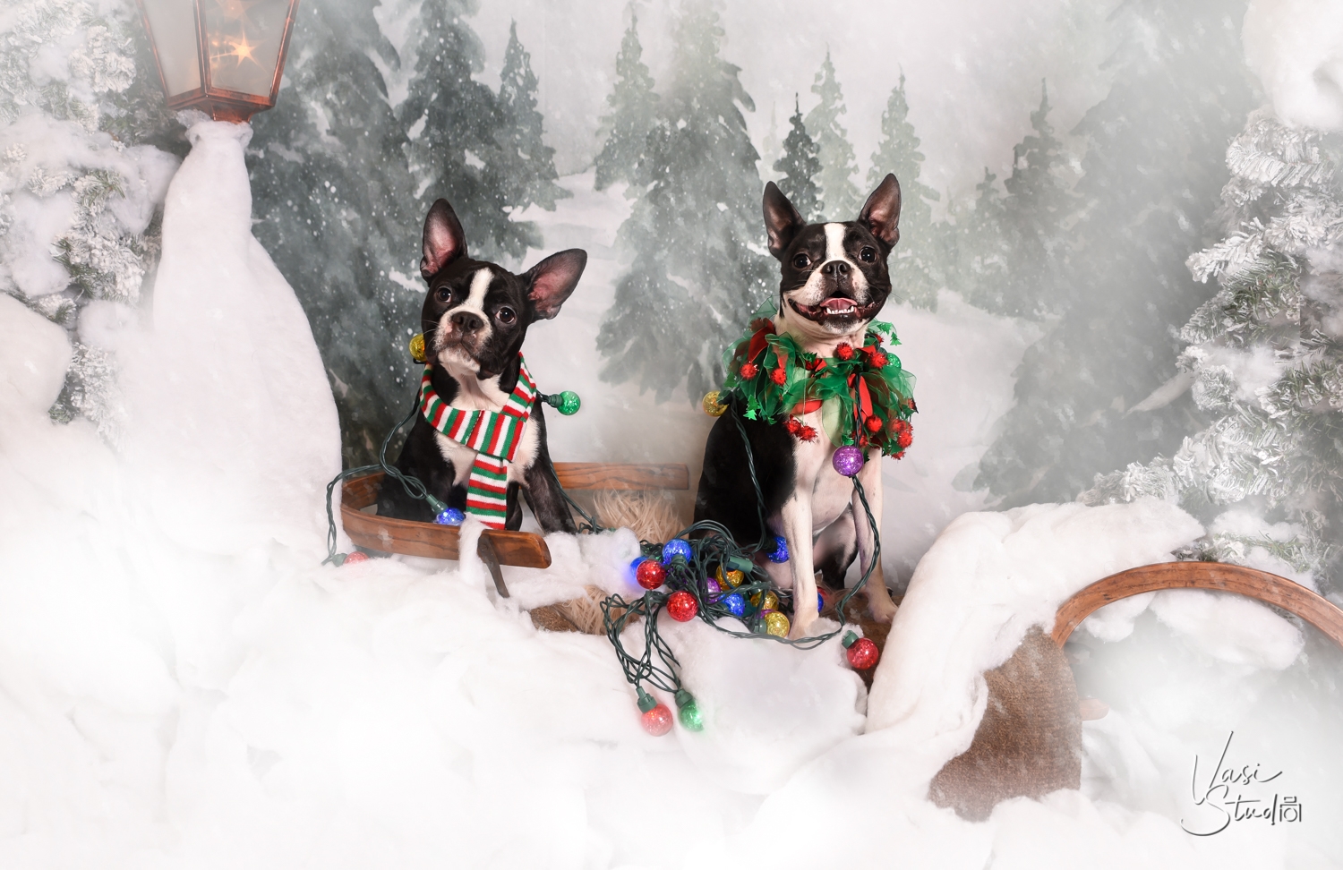 Christmas Pet Portraits Vasi Studio