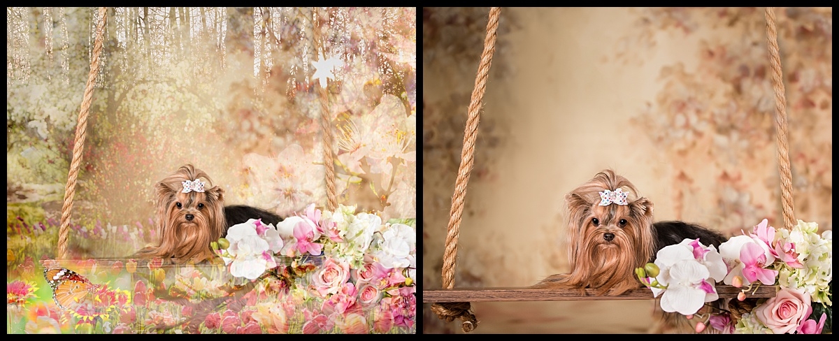 Before & After , Studio dog session in Palm Beach Gardens by Vasi Studio