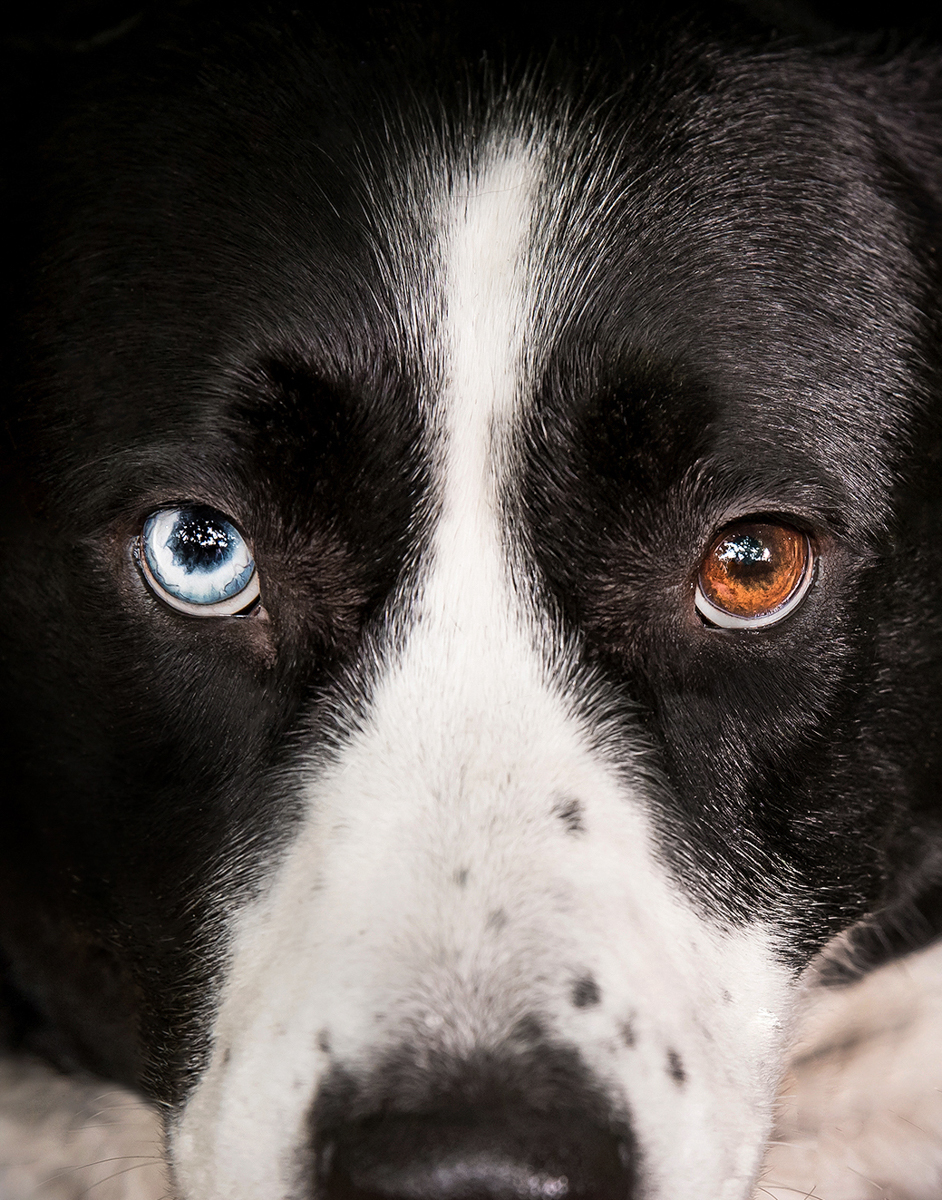 Our portraits capture the unique personalities of your dogs and cats.
