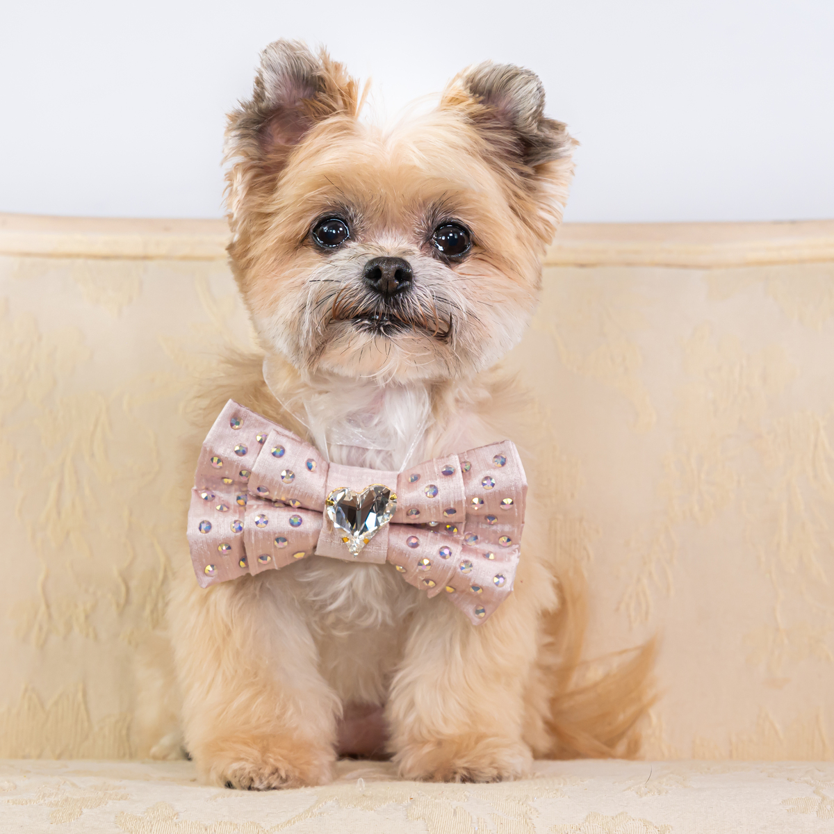 We specialize in family portraits and pet photography. Studio photo Hi, it is Vasi the photographer. I am looking forwart to our photo session. My address is 523 Commons Drive, Palm Beach Gardens, FL 33418. See you soon.