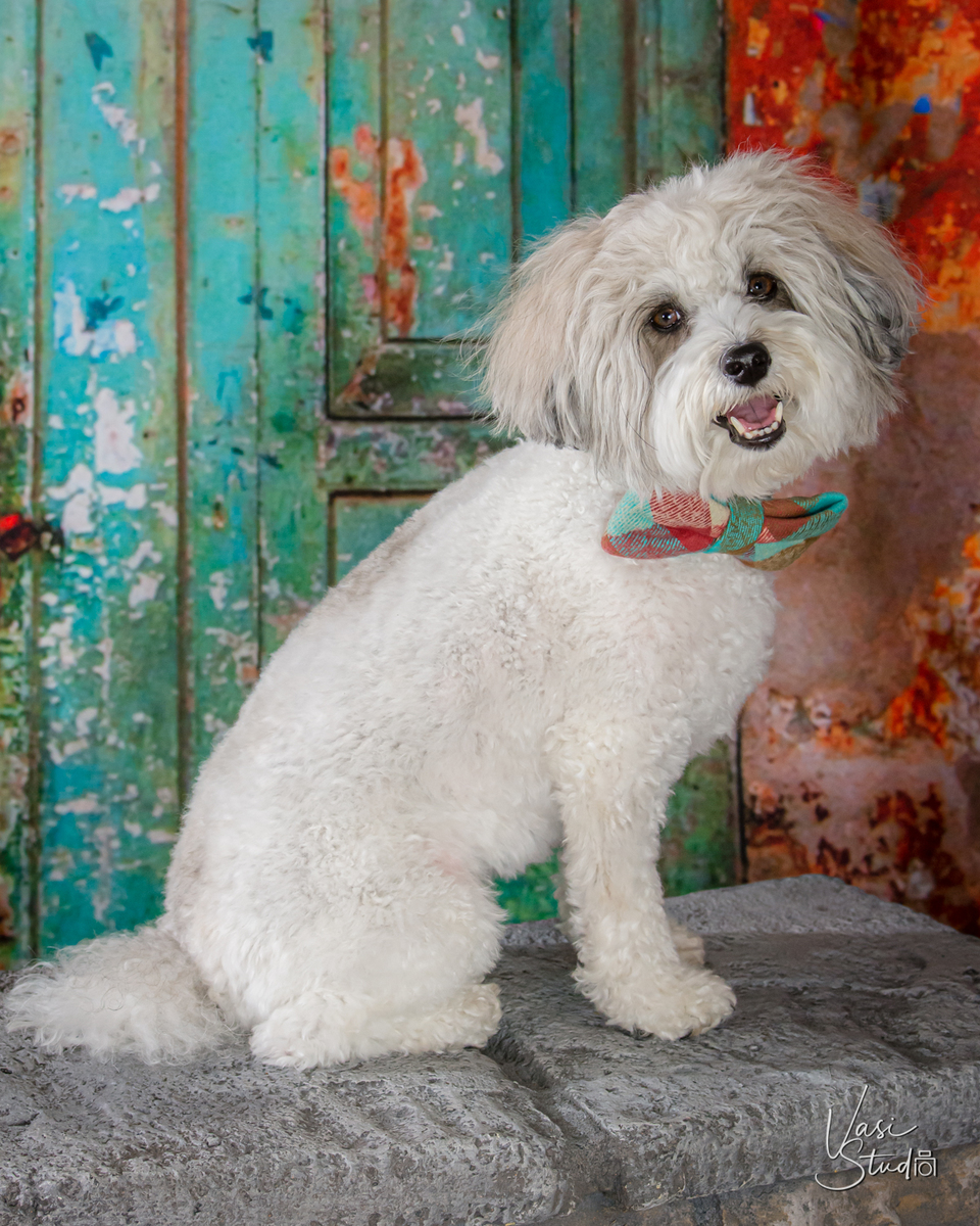 Call 561-307-9875 to make an appointment. UNIQUE PET PORTRAITS