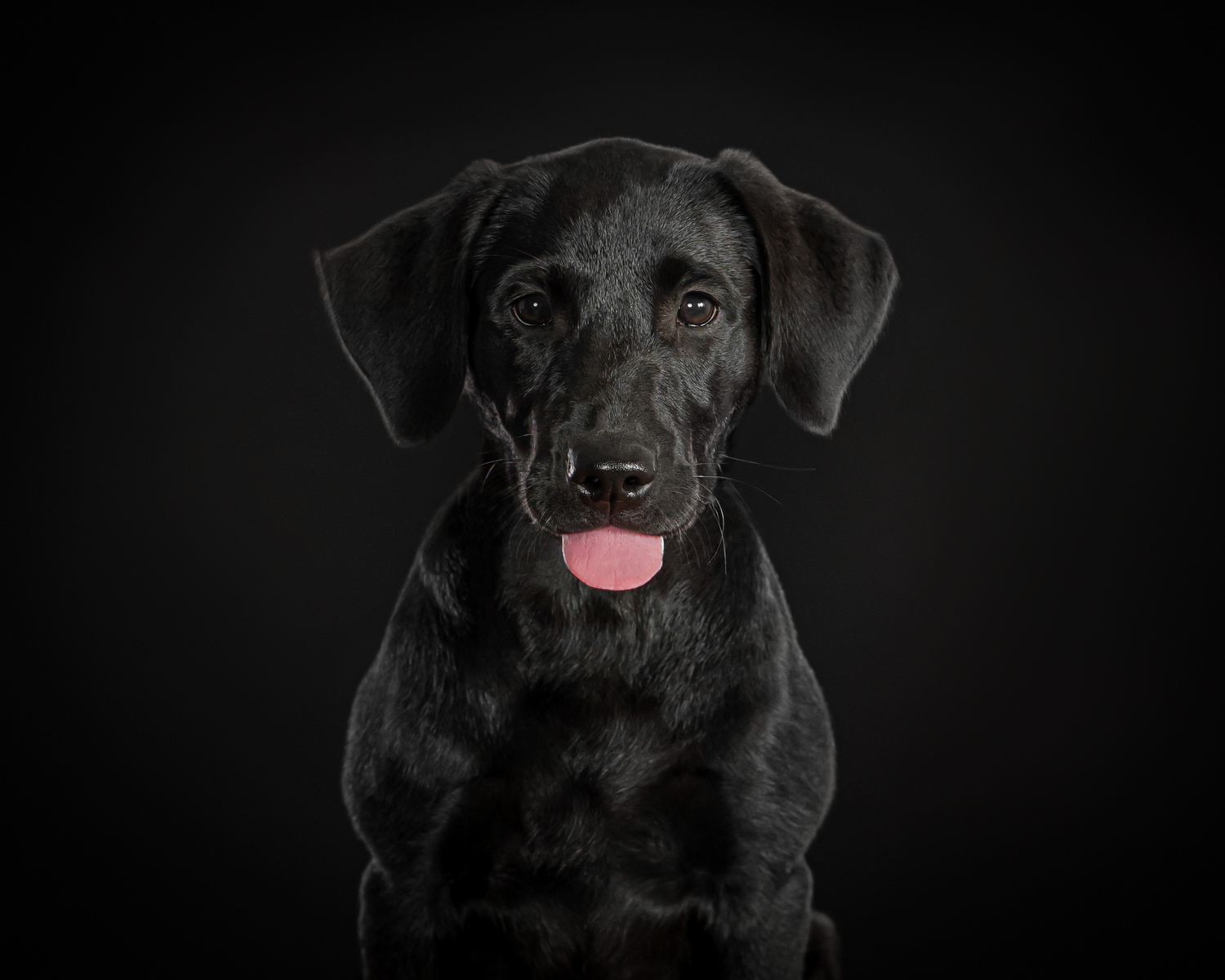 Pet Photography in Palm Beach Gardens, FL