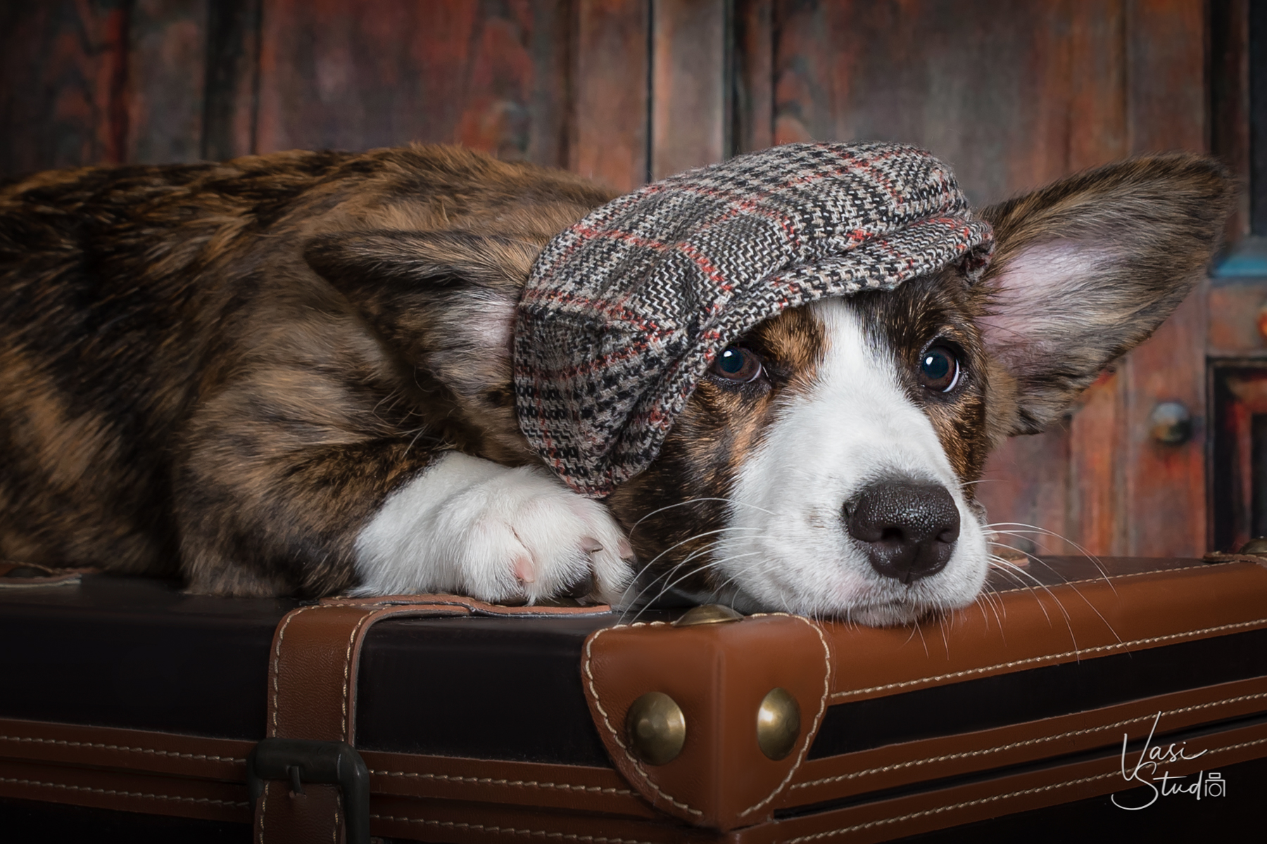 We specialize in family portraits and pet photography.