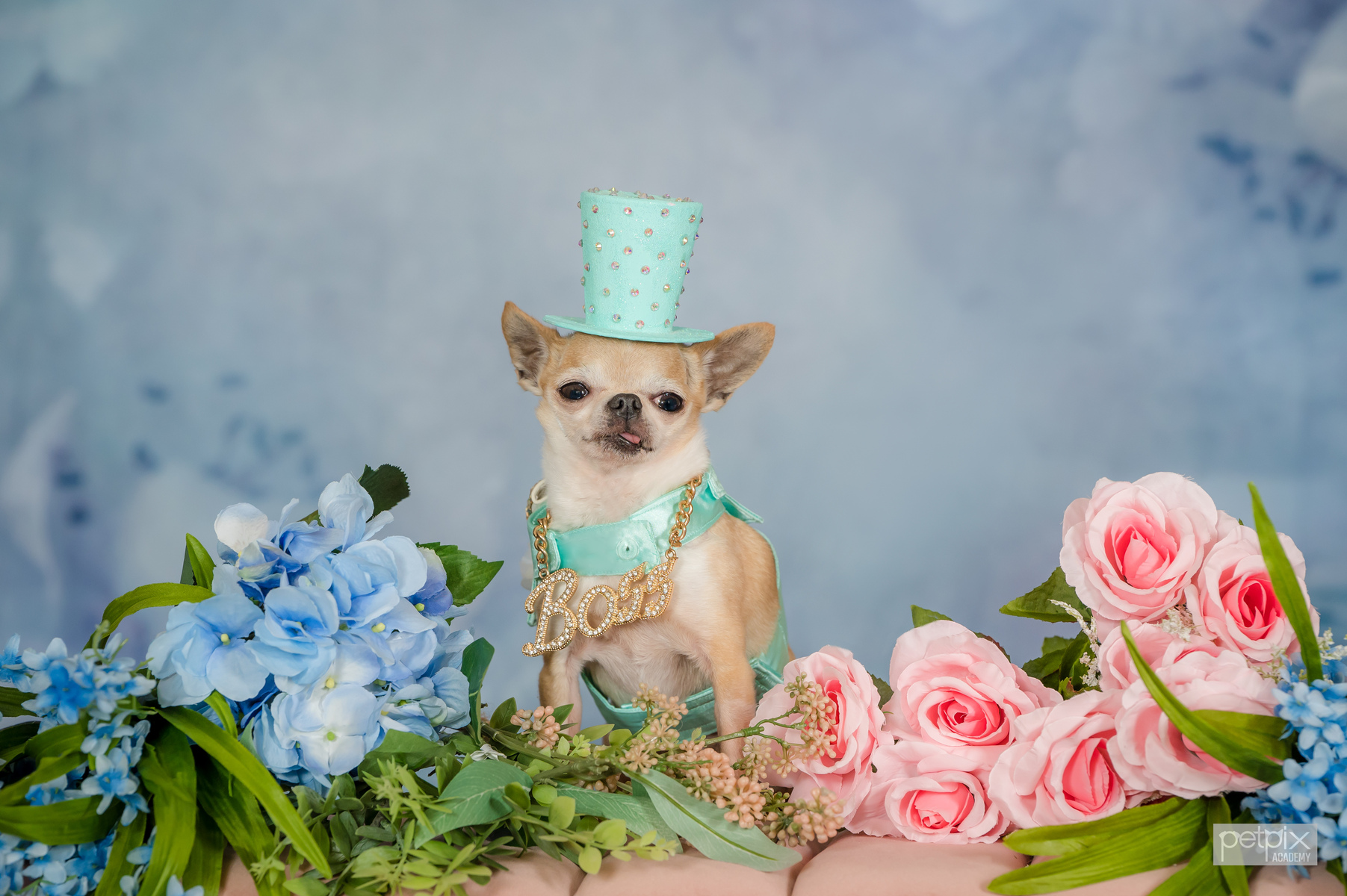 To schedule a pet photography session in Palm Beach Gardens, call 561-307-9875, Pet Celebrity Photo Session