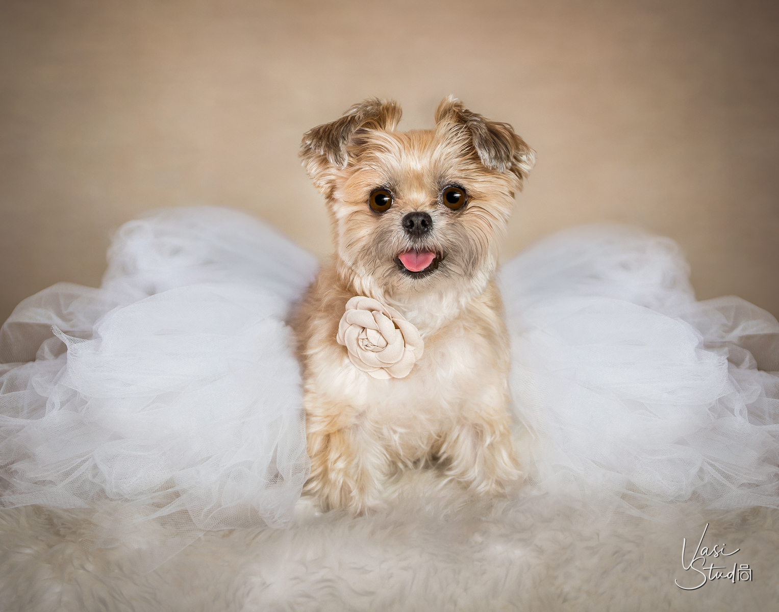 To schedule a pet photography session in Palm Beach Gardens, call 561-307-9875