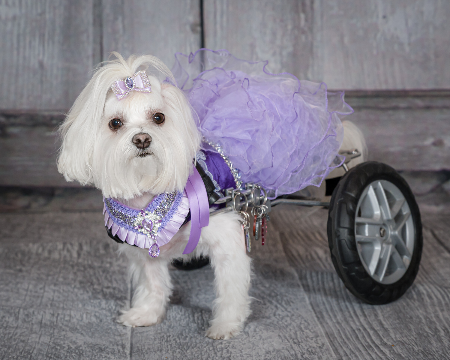 Beautiful and very special pet photography!