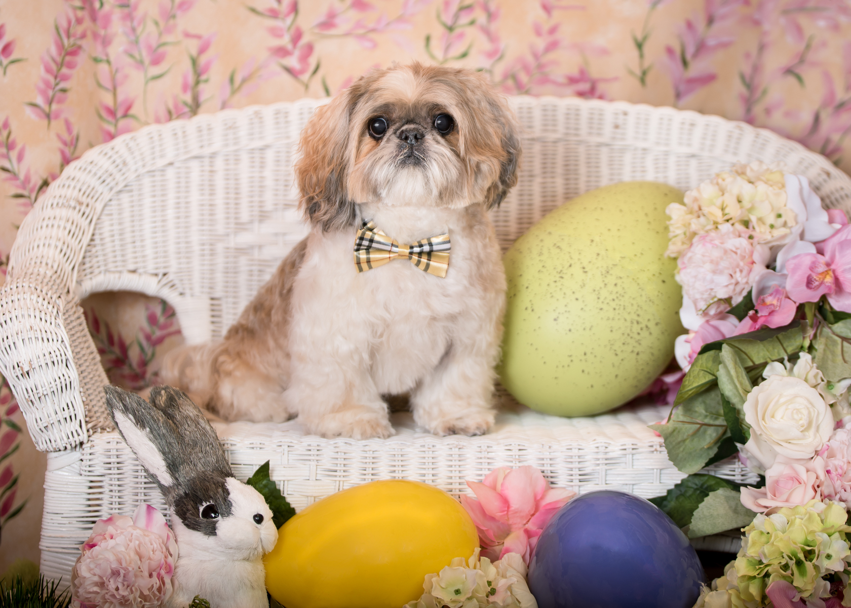 Vasi Siedman Pet Photographer